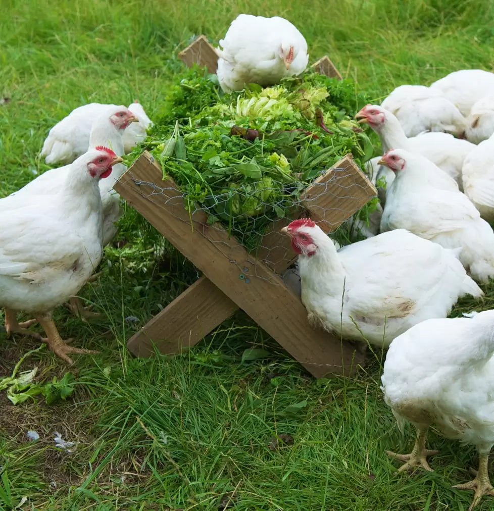 WHY ARE WILLY'S CHICKEN PIES SO GOOD? HERB FED FREE RANGE CHICKENS.. THAT'LL DO IT